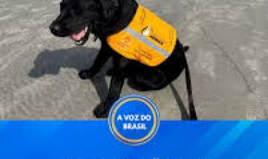 Caso de cão-guia em treinamento na Praia da Baleia gera revolta e reacende debate sobre acessibilidade