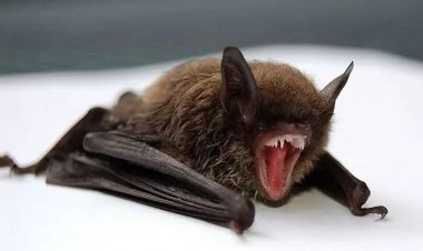 Piracicaba confirma 1° caso de raiva em morcego em 2026.