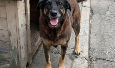 Justiça e revolta: O rastro de violência que vitimou o cão ‘Orelha’ na Praia Brava