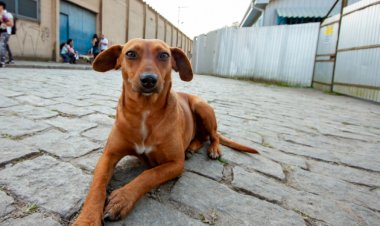 SP sanciona lei que reconhece ‘Vira-Lata Caramelo’ como símbolo cultural