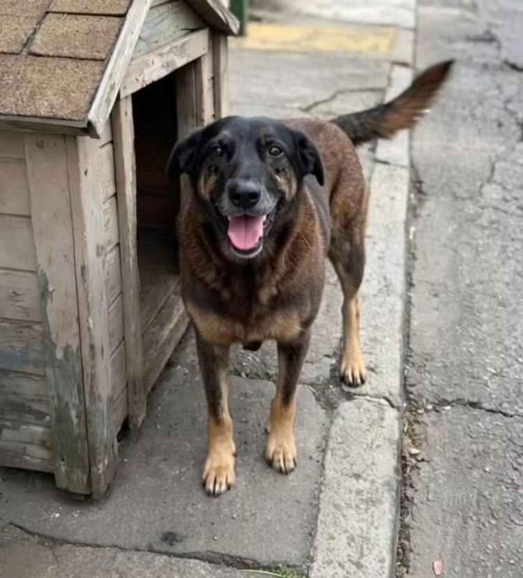 Justiça e revolta: O rastro de violência que vitimou o cão ‘Orelha’ na Praia Brava