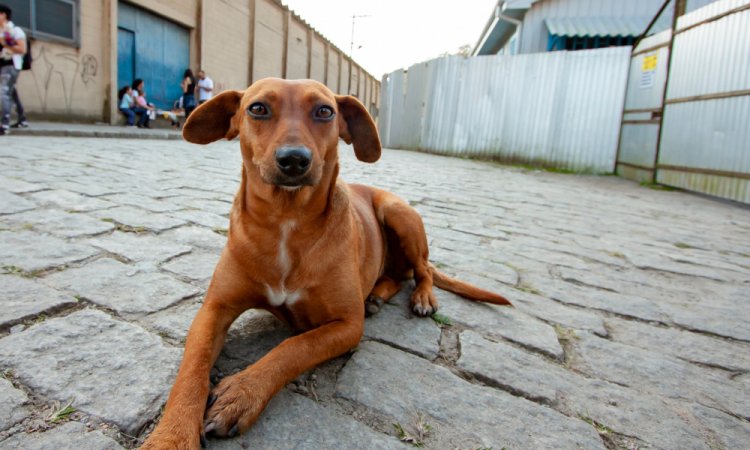 SP sanciona lei que reconhece ‘Vira-Lata Caramelo’ como símbolo cultural