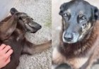 Justiça de SC arquiva o inquérito sobre o Cão Orelha.