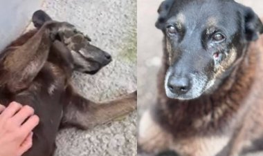 Justiça de SC arquiva o inquérito sobre o Cão Orelha.