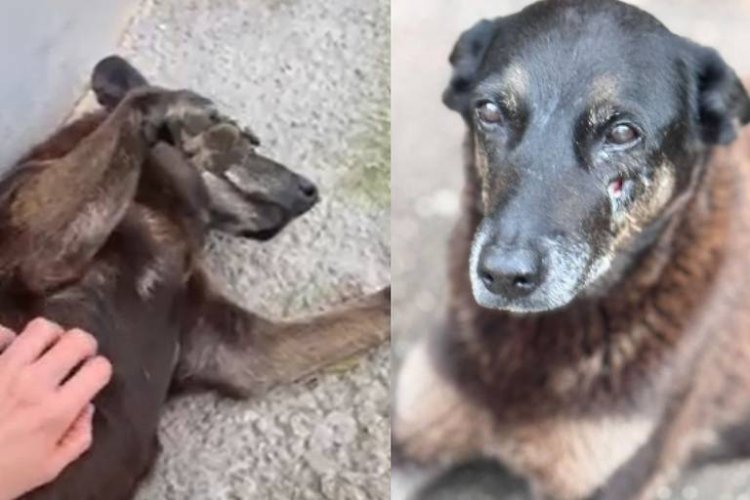 Justiça de SC arquiva o inquérito sobre o Cão Orelha.